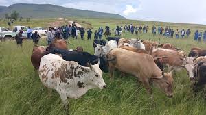 Mmametlhake community applauds SAPS efforts against stock theft