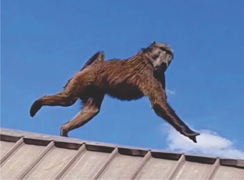 Outrage over baboon’s killing fuels calls for wildlife education‘We strongly condemn the killing of the baboon and any forms of violence towards animals and humans’ – Traditional Healers Organisation