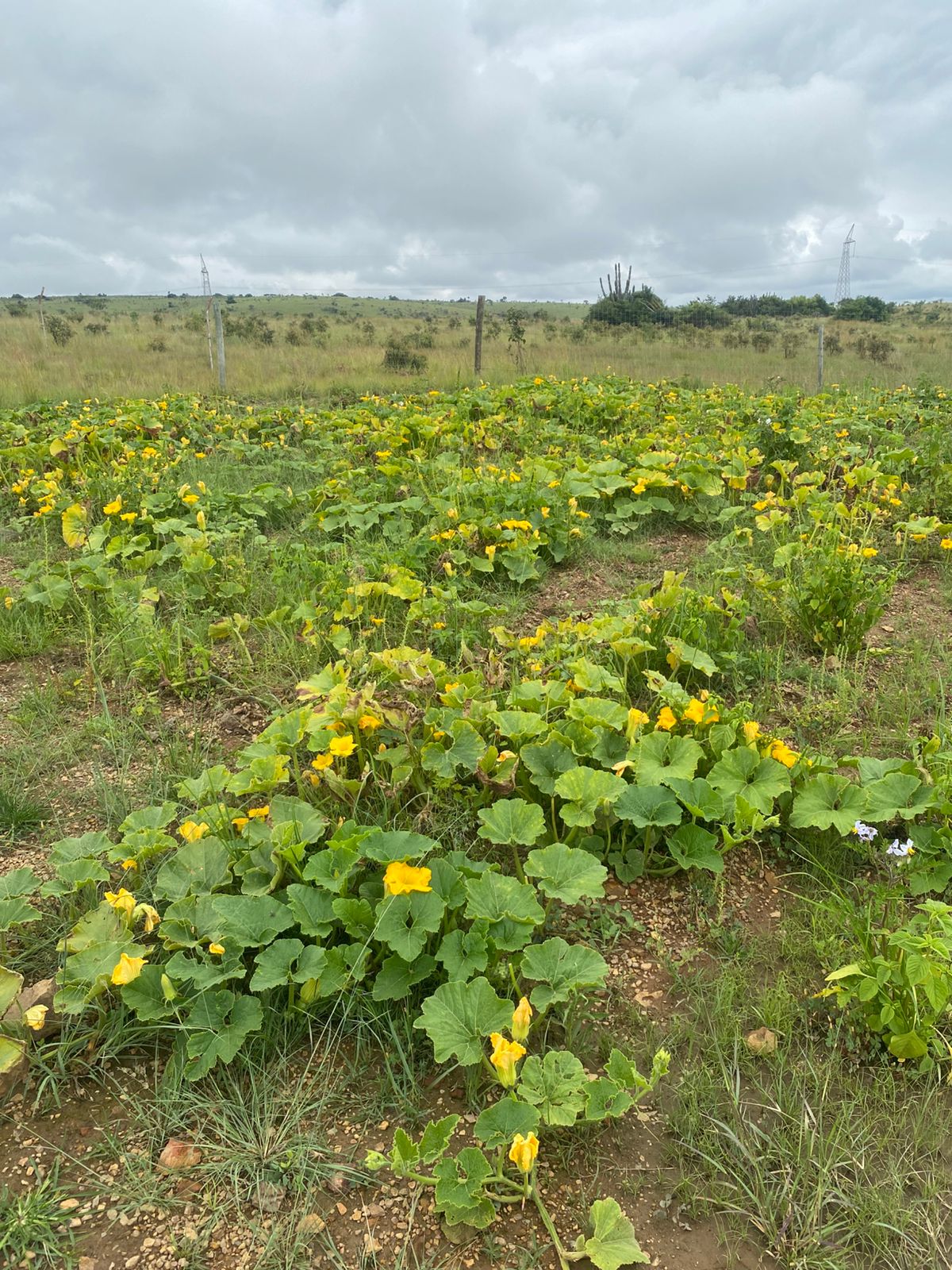 Heavy rains damaged crops, forcing KwaNdebele farmers to scale down